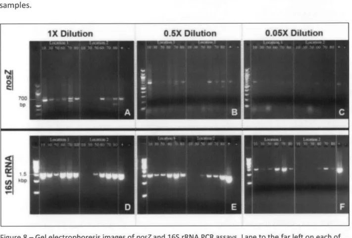 Figure  8 - Gel  electrophoresis images  of nosZ and  16S  rRNA  PCR  assays.  Lane to the far left on each  of the six panels (A-F)  above  corresponds to the molecular weight standard