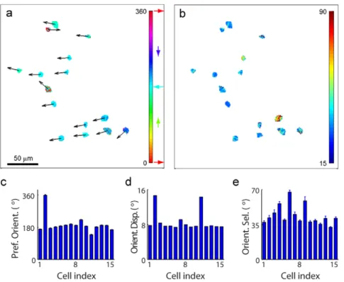 Figure 5. Spatial distribution of preferred orientation and orientation selectivity after denoising with SCN model