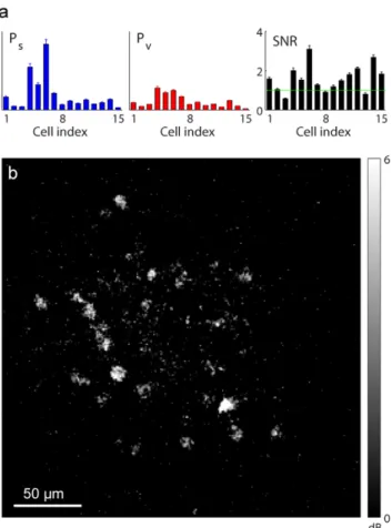 Figure 6. Neuronal signal-to-noise ratio (SNR) estimated using the SCN model. The SNR is the ratio of the power of stimulus-evoked signal to that of stimulus-free background activity