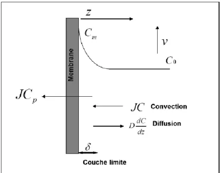 Figure 1. 9 : profils de concentration lors de la formation de la polarisation de concentration en  régime stationnaire