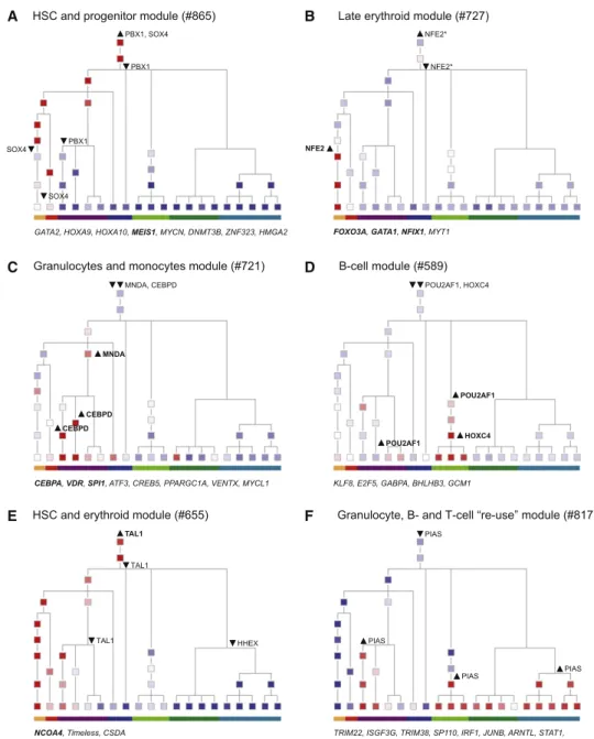 Figure 4. Propagation and Transitions in Modules’ Expression along Hematopoiesis