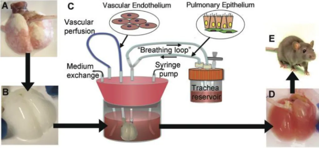 Figure 2.1 – Engineering of a lung scaffold from donor. (A) Native adult rat lung canulated in the pulmonary  artery and trachea for infusion of decellularization solutions