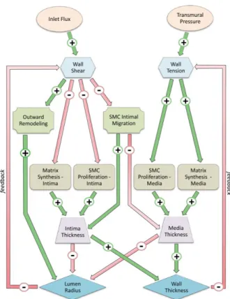 Figure 3.3 - Conceptual scheme of the Dynamical System. Primary interacting elements in vein graft adaptation  are linked through a feedback system [5]