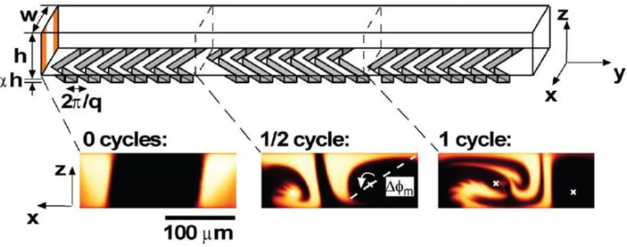 Figure 21 : Micrographies confocales des canaux avec des chevrons sur les parois (a) et sans  chevrons (b)