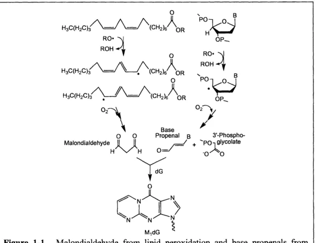 Figure  1-1.  Malondialdehyde  from  lipid  peroxidation  and  base  propenals  from deoxyribose  oxidation  react with dG  to form  M 1 dG
