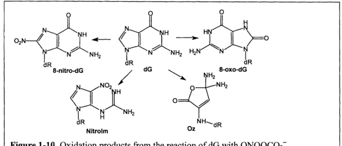 Figure 1-10.  Oxidation products  from  the reaction  of dG with  ONOOC02-