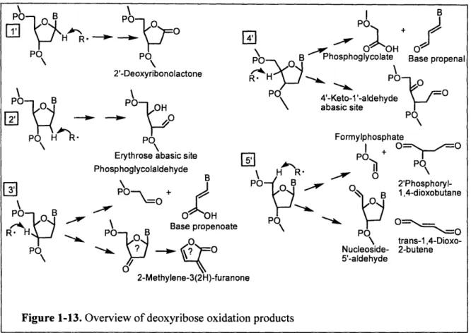Figure 1-13.  Overview  of deoxyribose  oxidation  products