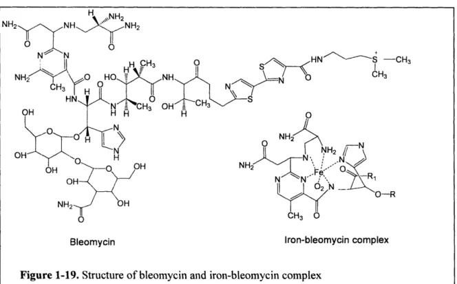 Figure 1-19.  Structure  of bleomycin  and  iron-bleomycin  complex