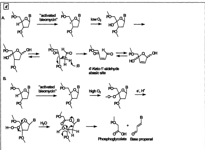 Figure 1-20.  Proposed  H-4'  abstraction  pathway  and products  by activated  bleomycin