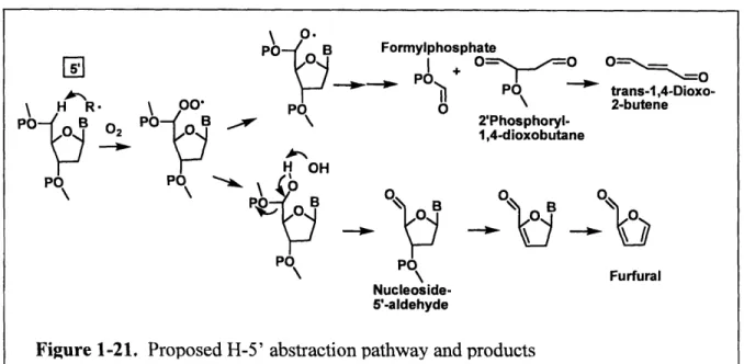Figure 1-21.  Proposed  H-5'  abstraction  pathway  and products