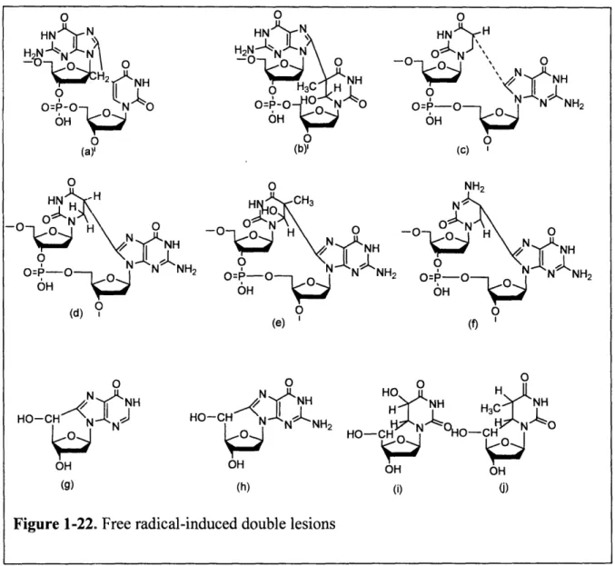 Figure  1-22.  Free radical-induced  double  lesions