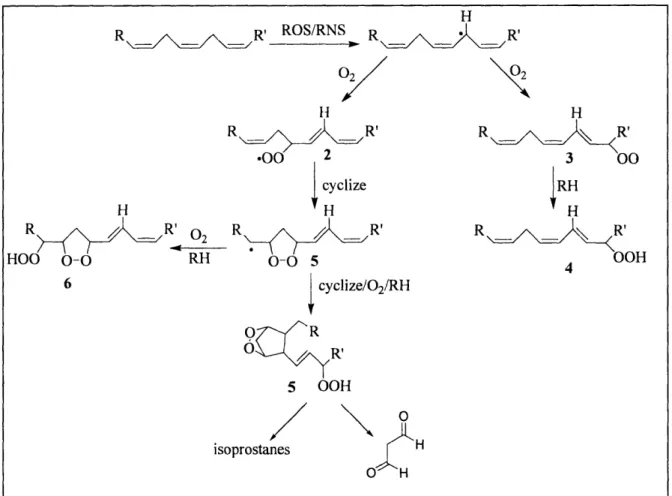Figure  1-26.  peroxidationH The  pathways  and  products  of  lipid  Figure  1-26.  The  pathways  and  products  of lipid  peroxidation