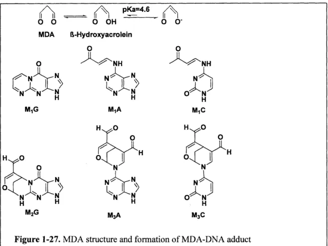Figure  1-27.  MDA  structure  and formation  of MDA-DNA  adduct