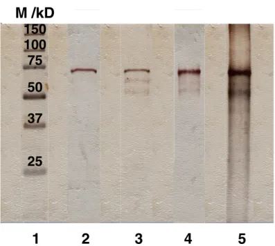 Fig. 6. XPS spectrum of a SnO 2  film after being polarized at +1.5 V/SCE for 2 hours in 0.5 M NaCl + 0.1% BSA.