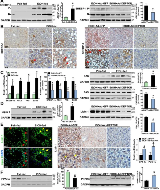 Fig. 3. Hepatic overexpression of DEPTOR ameliorates alcohol-mediated dysregulation of lipid  metabolism in chronic-binge ethanol-fed mice