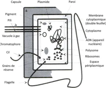 Figure 3 - Exemple d’un schéma d’une cellule bactérienne [Mey 2008]. 