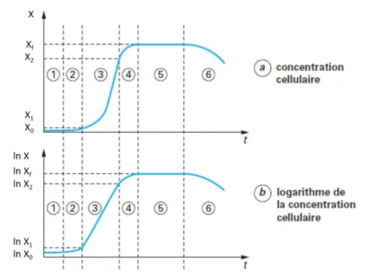 Figure 4 - Courbes de croissance de l’évolution de la biomasse [Lev 2001]. a : X=f(t) et b : Ln X=f(t)