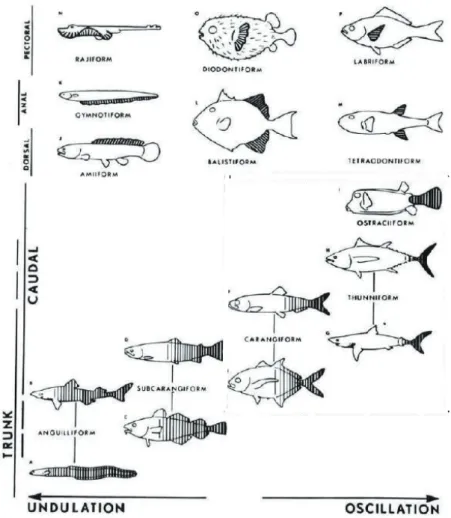 Figure 1.4 – The classiﬁcation of ﬁsh swimming mode, ﬁgure from Lindsey [49]