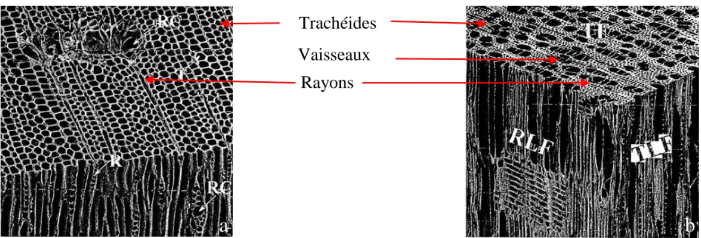 Figure 1.1 : Représentation microscopique de la structure du bois pour : a) les résineux b) les feuillus  [19]