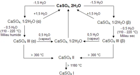 Figure C. 1. Réactions chimiques au sein de la branche  β  du système CaSO 4 –  H 2 O [139]