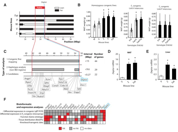 Figure 1. Deptor Gene Is Associated with Fat Accumulation in a Polygenic Model of Obesity/Leanness in Mice