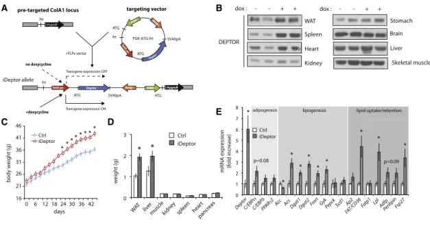 Figure 2. DEPTOR Overexpression Promotes Adiposity in Mice