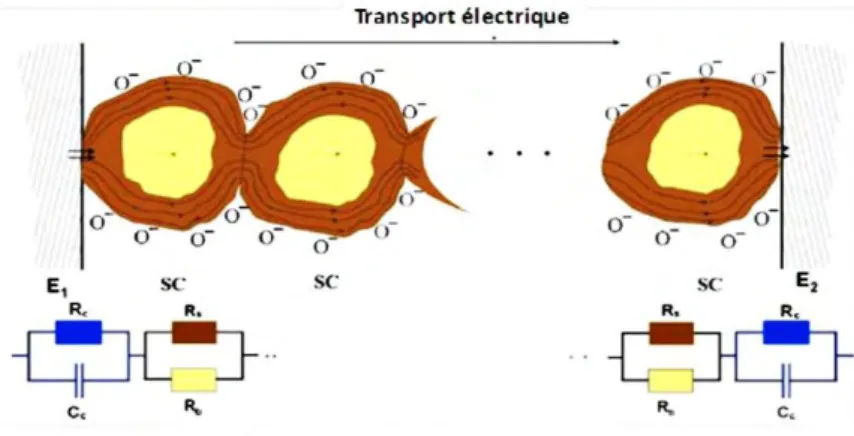 Figure I-15 : Représentation schématique de la couche sensible et les contacts entre les grains de  Cr 2 O 3  et l’électrode [20]