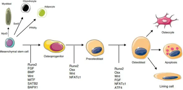 Figure 5. Different stages of osteoblasts formation and differentiation, and respective molecular  signals [18]