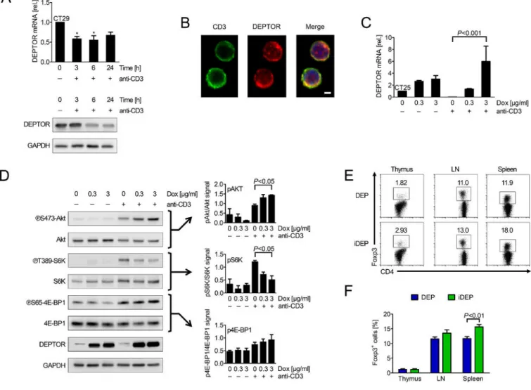 Figure 1. DEPTOR is expressed and is functional in CD4+ T cells.