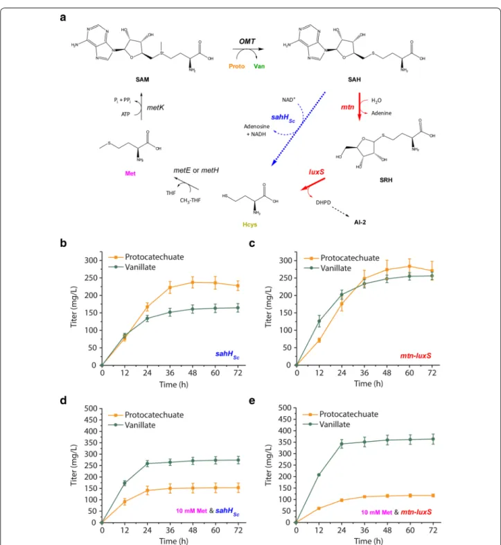 Fig. 5  Orthogonal strategy of increasing S-adenosylhomocysteine (SAH) recycling through overexpression of mtn and luxS also improves vanillate  titer