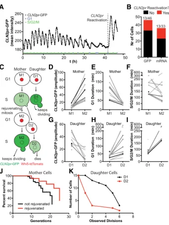 Figure 4. Spontaneous reversal of life span in old mother cells and their daughters. (A) CLN2pr-GFP activity during a yeast cell ’ s life span