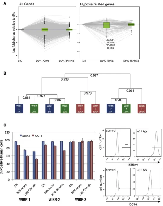 Figure 1. Effects of Atmospheric O 2 Exposure on hESC Gene Expression