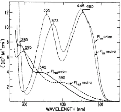 Figure 1.4 : Spectres de coefficients d’extinction molaire de FM en solution aqueuse sous forme oxydée  neutre (pointillés, pH = 5), oxydée anionique (alternance tirets et pointillés, pH = 12,5), réduite  neutre  (tirets,  pH = 5)  et  réduite  anionique  