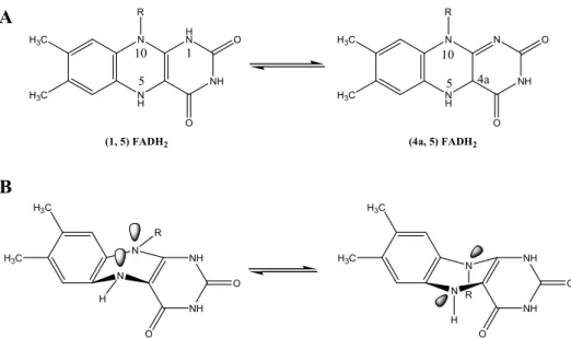 Figure  1.8 :  A :  Formules  semi-développées  des  différentes  formes  tautomères  de  la  dihydroflavine  adénine dinucléotide FADH 2  substituée en 1 et 5 à gauche ((1, 5) FADH 2 ) et substituée en 5 et  4a à droite ((4a, 5) FADH 2 , conformère iminol