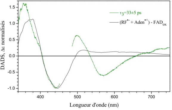 Figure 1.13 : DADS3 en vert pour FAD ox  en solution aqueuse (pH = 8,0 et A 450  = 0,25 sur 1 mm) normalisé  à 440 nm et le spectre transitoire reconstruit en noir normalisé à 450 nm du radical anion de la  riboflavine [151], du radical cation de l’adénine