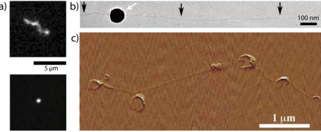 Figure 1.3  Techniques d'observation in vitro de l'état conformationnel de l'ADN. a) Observation par microscopie de uorescence (marquage au YOYO-1) d'une molécule d'ADN T4 en solution (166 kbp) décompacte (en haut) et repliée totalement par un tensioactif 