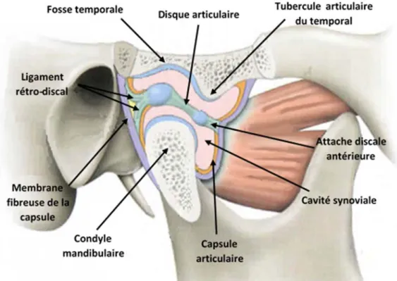 Figure 3 : Anatomie descriptive de l’articulation temporo-mandibulaire : vue sagittale [8] 