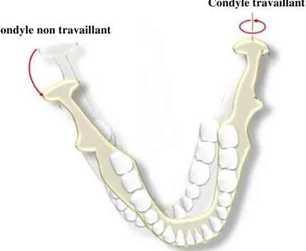 Figure 14 : Mouvement latéral vers la gauche de la mandibule : faible translation arrière et  externe et rotation du condyle gauche (condyle travaillant) autour d’un axe vertical et  déplacement vers le bas, l’avant et la gauche du condyle droit (condyle n