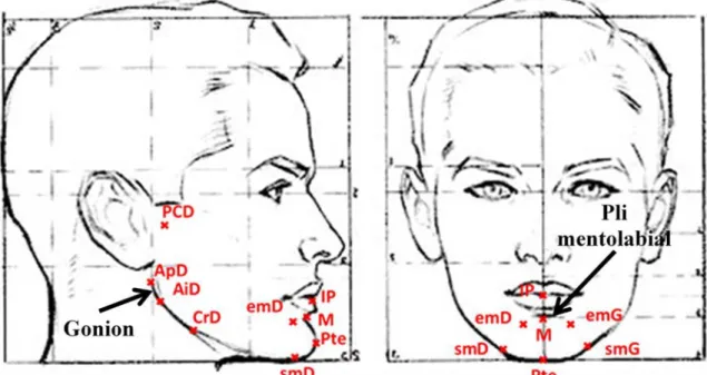 Figure 30 : Points anatomiques de la mandibule utilisés pour le calcul de la répétabilité de de  pointage sur 41 sujets, (figure vierge d’après [131]) 