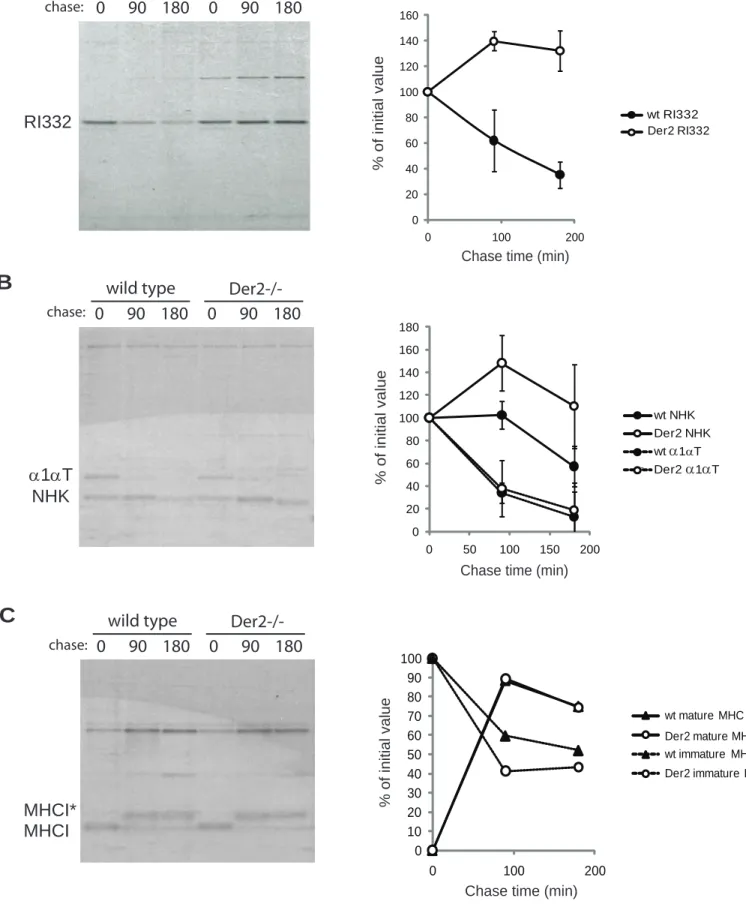 Figure 1:  Der2 -/-   MEFs  show  impaired protein  dislocation.  A)  RI332-HA  transfected  MEFs  were  starved for  one  hour,  pulsed with  35 S cysteine and methionine for 20 minutes, and chased in non-radioactive media for the indicated times