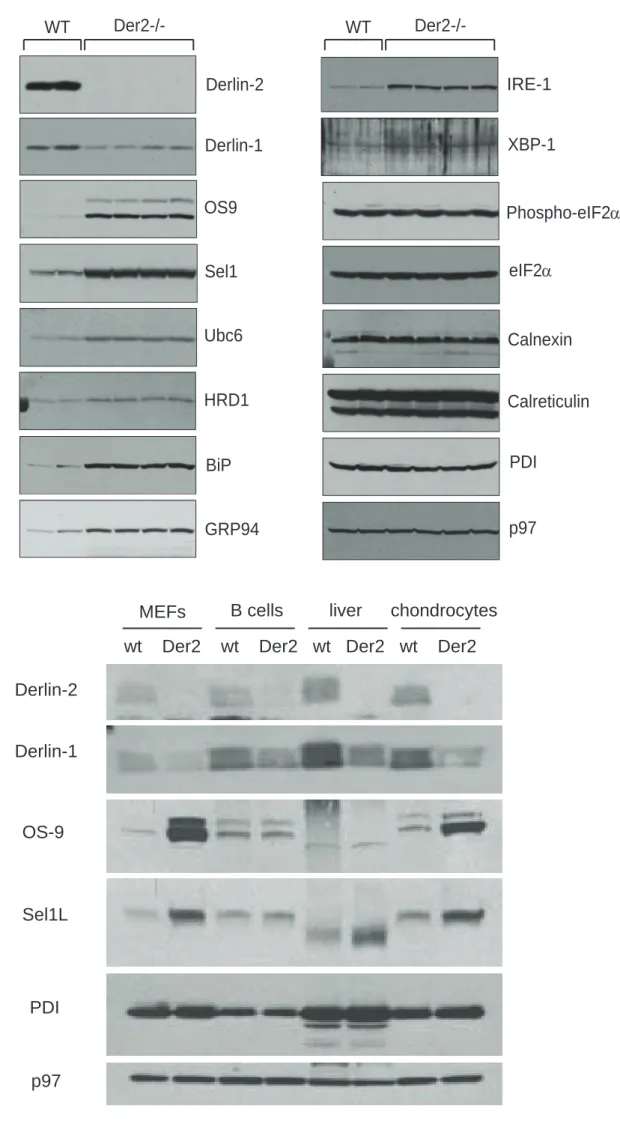 Figure 2: Der2 -/-  cells upregulate members of the dislocation complex and show a constitutive unfolded protein response