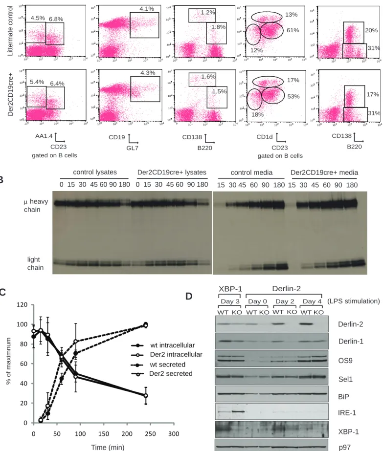 Figure 3: Derlin-2 deficiency has no effect on B cells. A) Spleen and bone marrow cells were harvested from Der2 CD19    mice or their cre-negative littermates