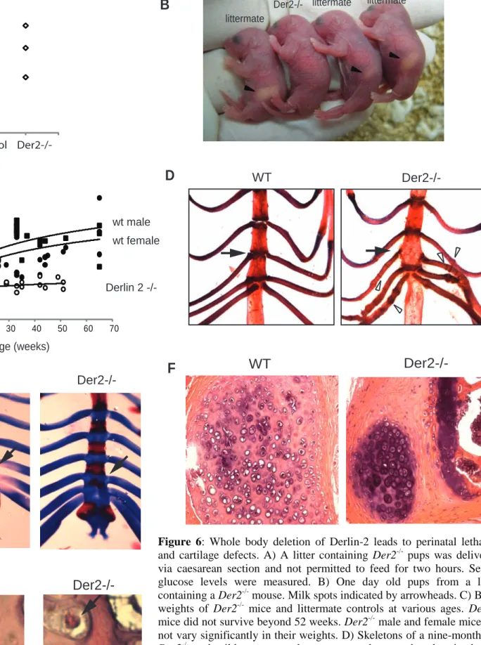 Figure  6:  Whole  body  deletion  of  Derlin-2  leads  to  perinatal  lethality  and  cartilage  defects