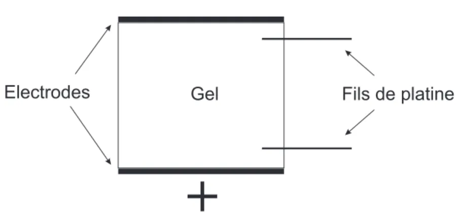 Fig. 4.5 – D´etermination de la conductivit´e ´electrique du gel d’agar-agar.
