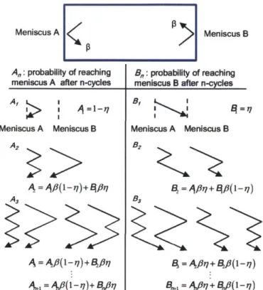 Figure  3.  Possible  paths  and probabilities  of  molecules  emitted  from  meniscus  A  until  they  condense  at either  meniscus  A  or  B