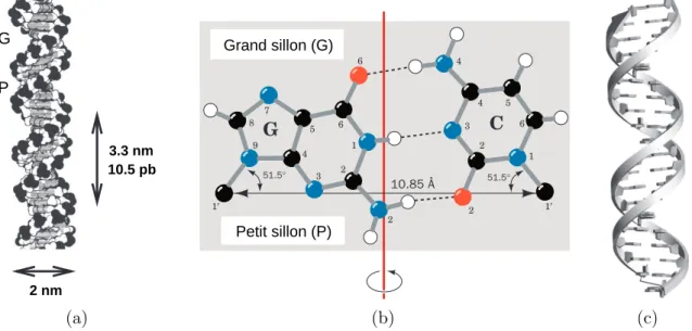 Figure 1.1: DNA double helix structure.