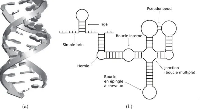 Figure 6.4  The crystal structure of the duplex of r(UUAUAUAUAUAUAA), shown in schematic form  (Dock-Bregeon  et al ., 1989)