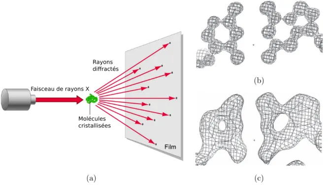 Figure 1.3  Calculated electron density in the plane of a C•G base pair, calculated at differing reso- reso-lutions, showing the amount of atomic detail visible at particular resolutions: (a) 0.9 A˚ , (b) 1.25 A˚ ,  (c) 1.5 A˚ , (d) 2.0 A˚  and (e) 2.5 A˚ 