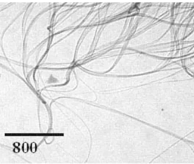 Fig. 2.3.10 – Image TEM prise au CEA-Saclay des nanotubes V90 après les deux étapes de puriﬁcation.