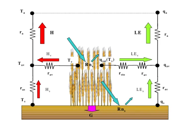 Fig. 3.2 : Description des échanges d'énergie au sein du module d'interface Sol-Plante-Atmosphère 